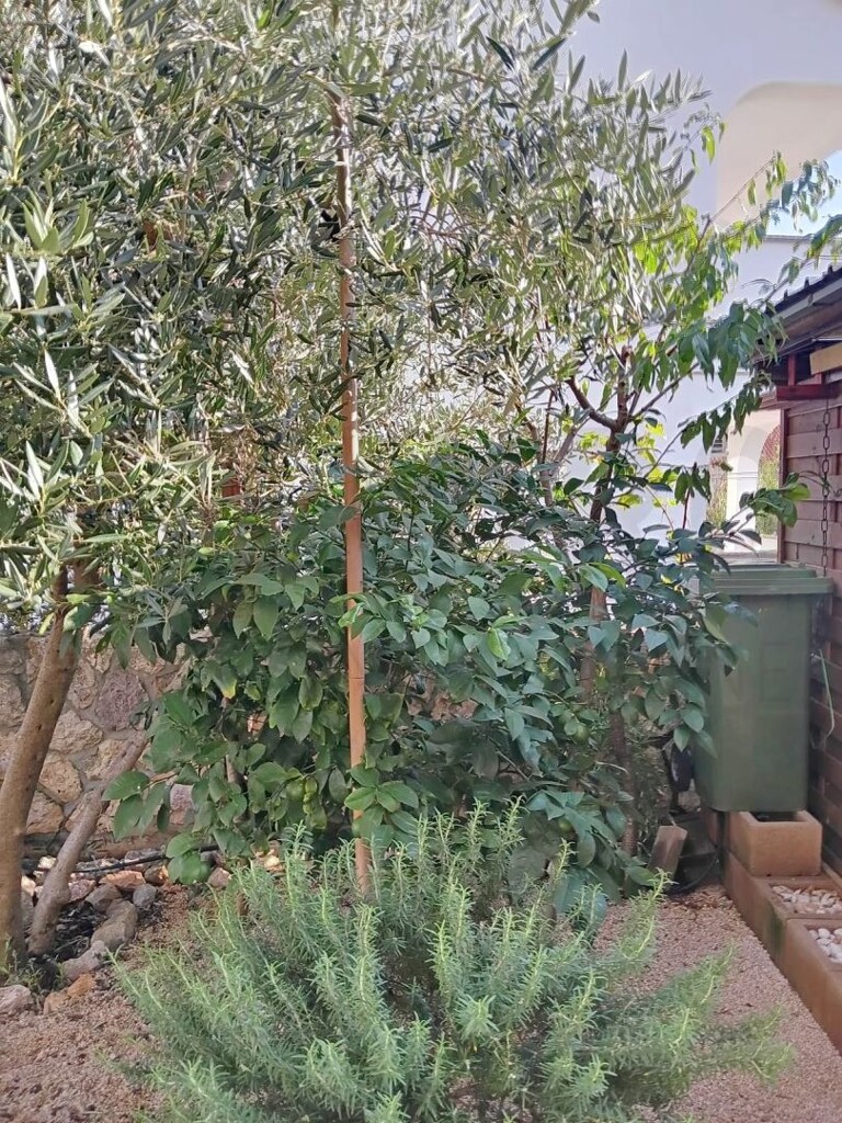 Image 13