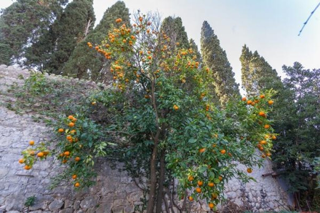 Image 3838534 - 14