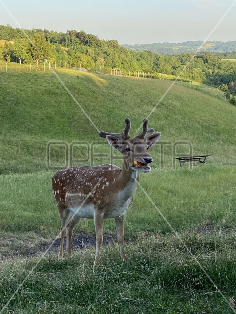 Image 14