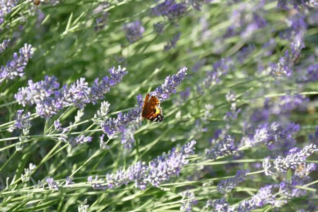 Image 3832246 - 15