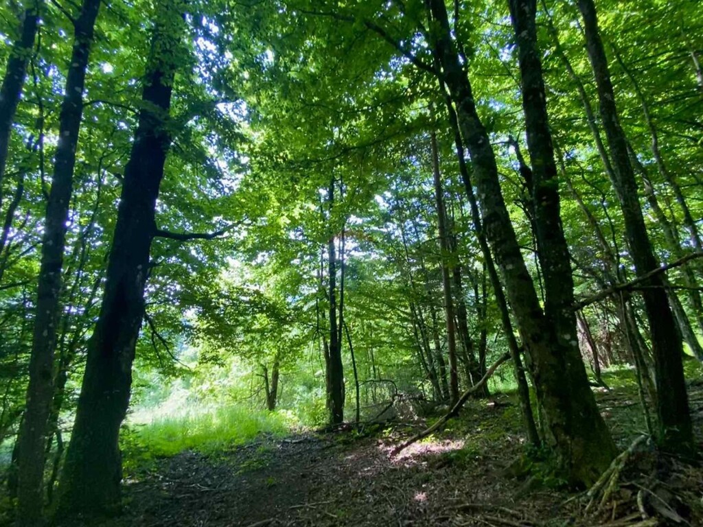 Image 12
