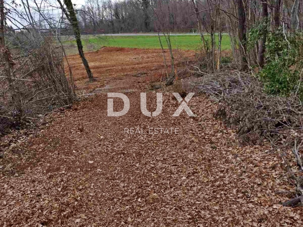 Image 13