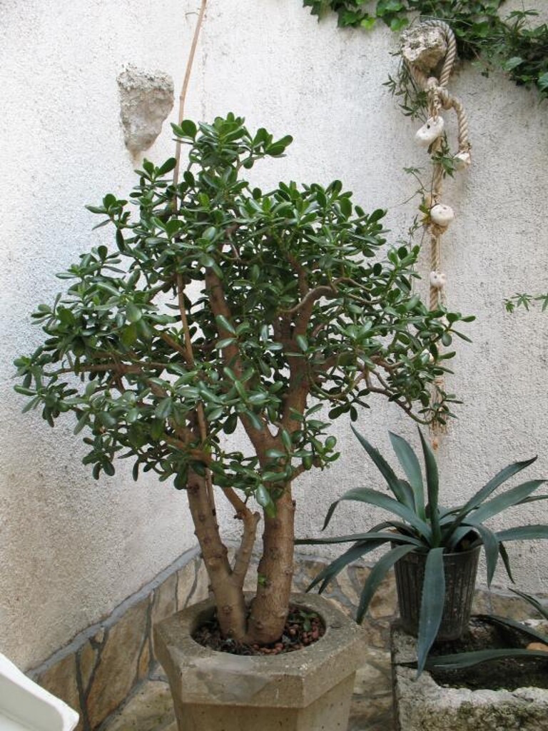 Image 15