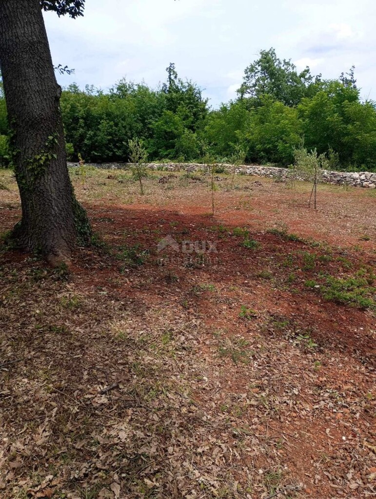 Image 13