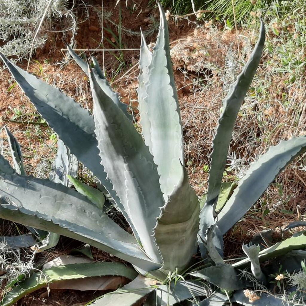 Image 7