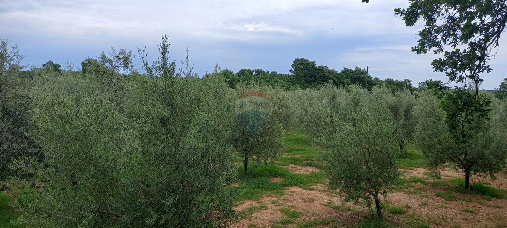 Image 17