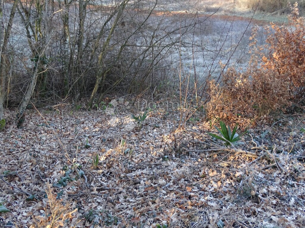 Image 13