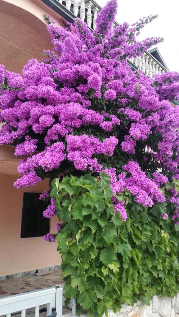 Image 15
