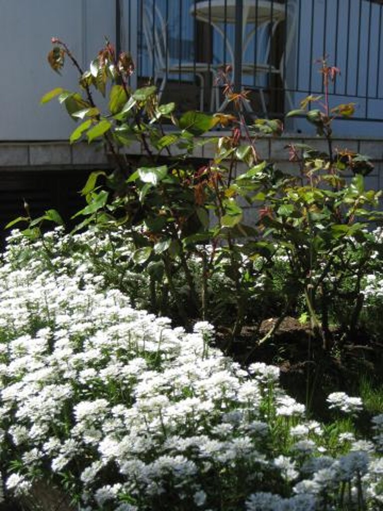 Image 3811230 - 8