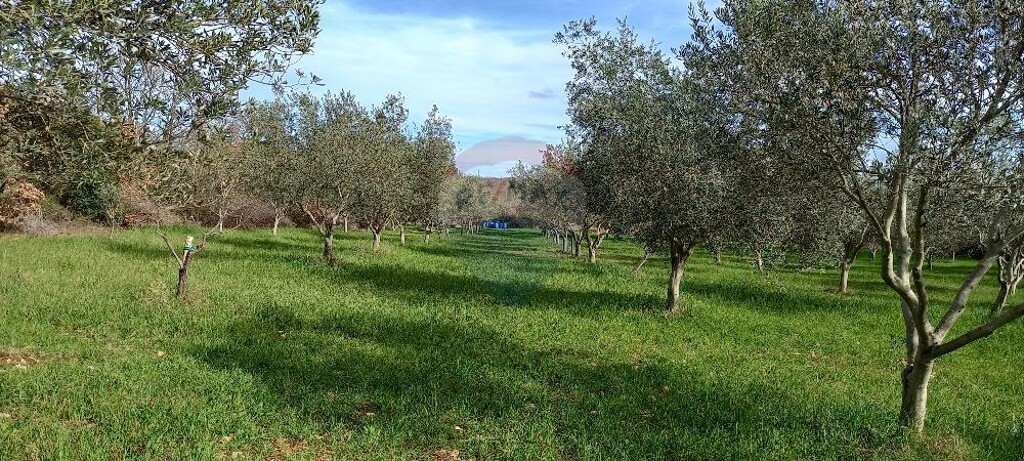 Image 5430289 - 12