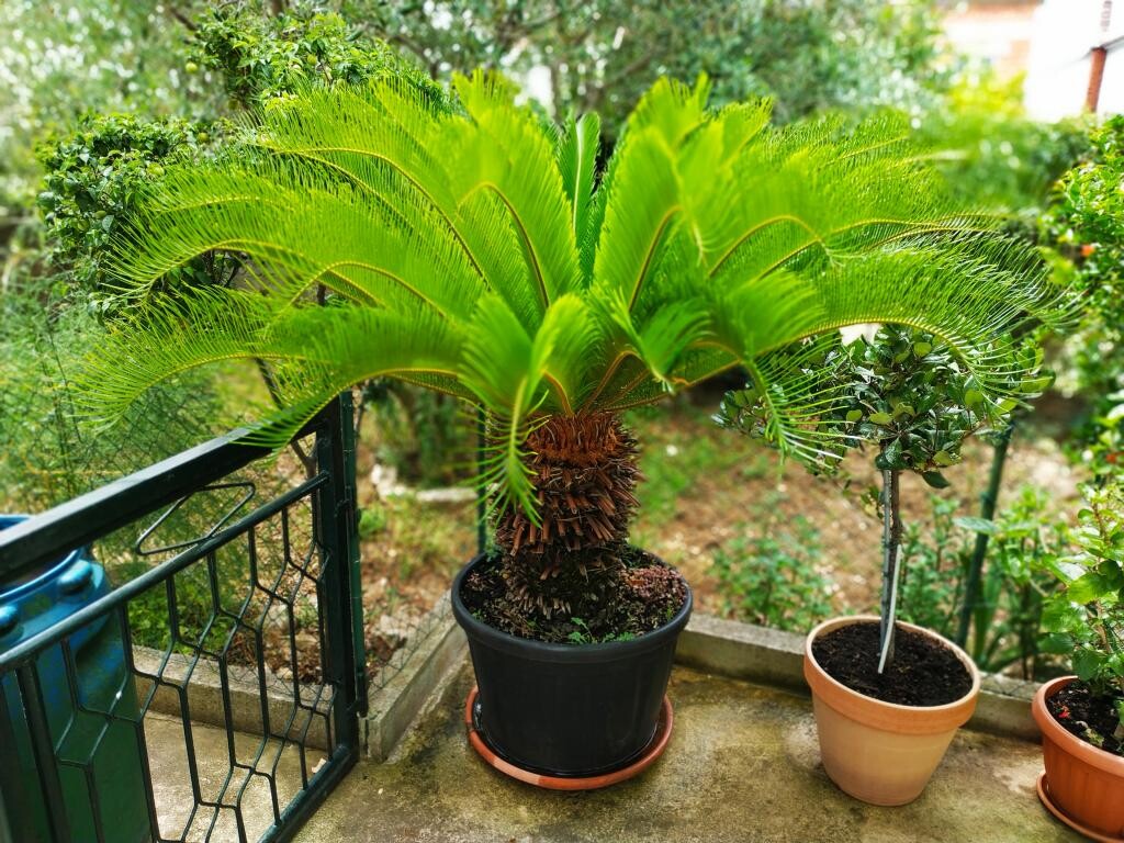 Image 7