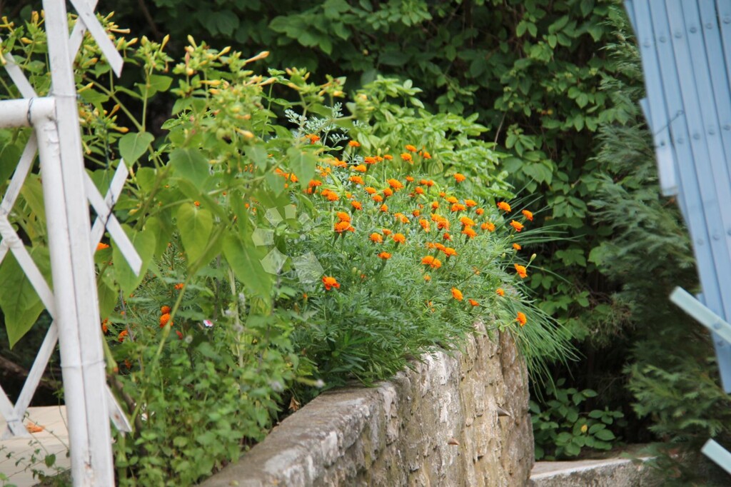 Image 15