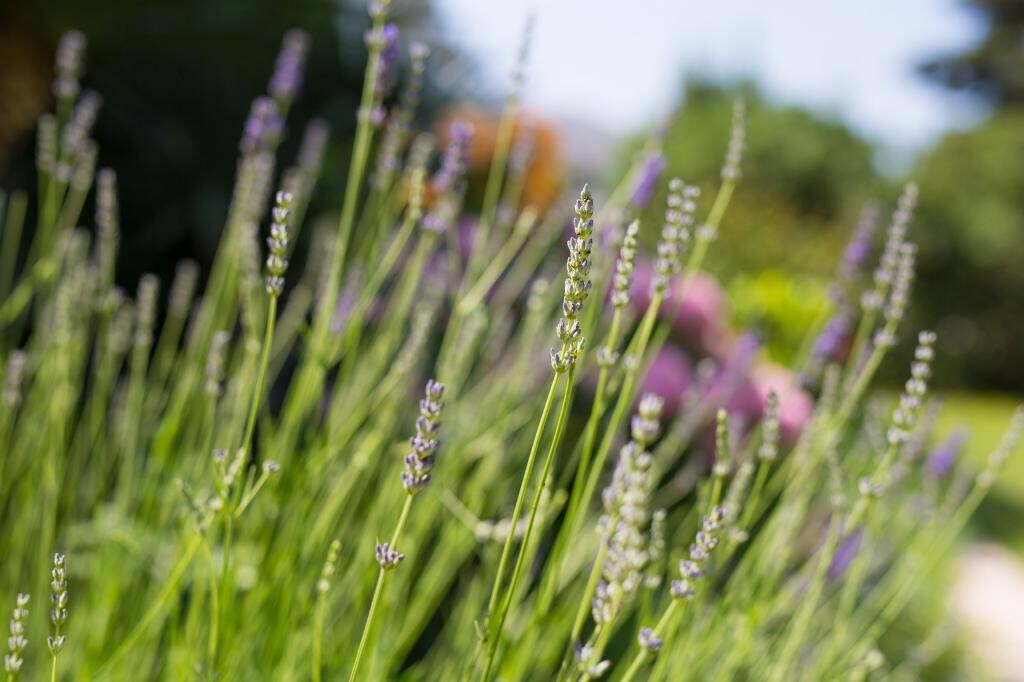 Image 14