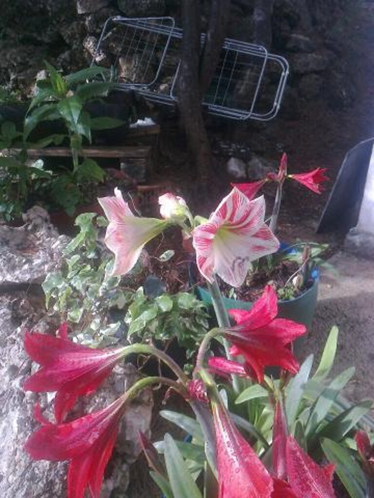 Image 3838559 - 10