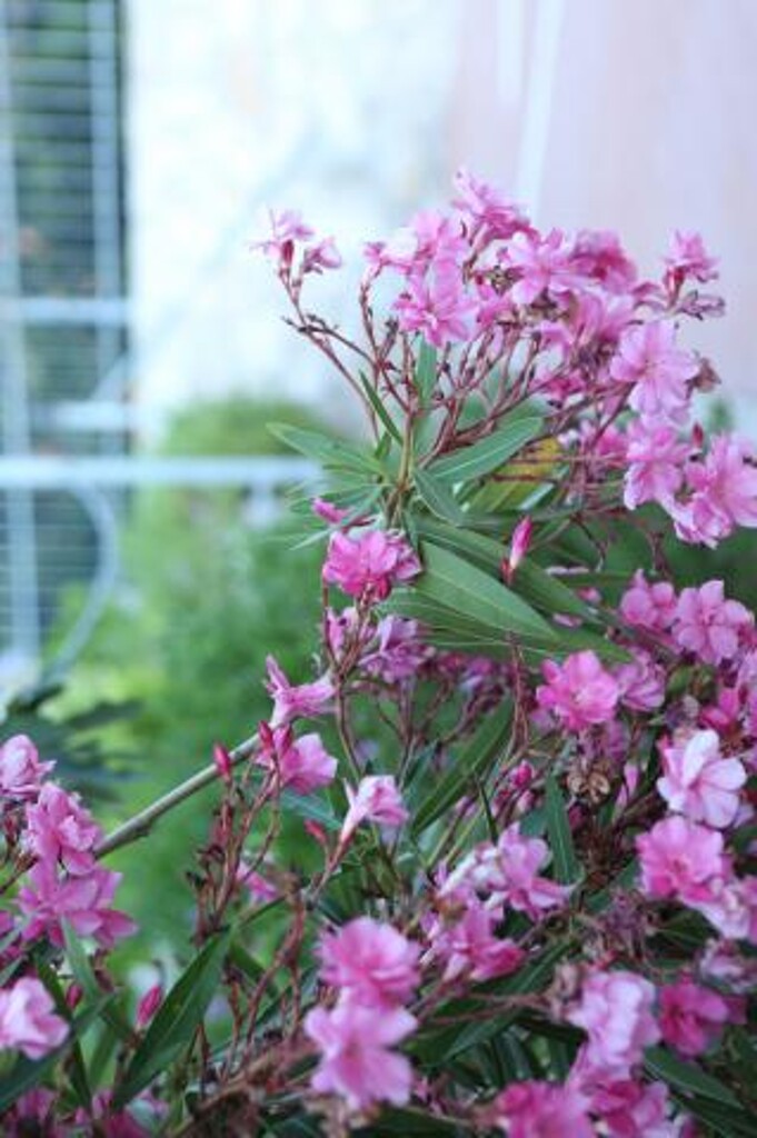 Image 3814371 - 14