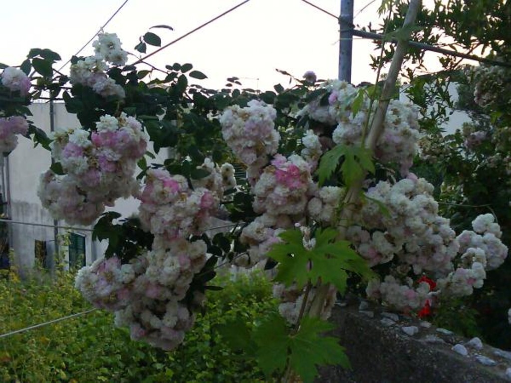 Image 3811529 - 4