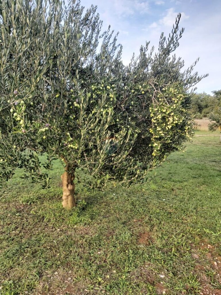 Image 13