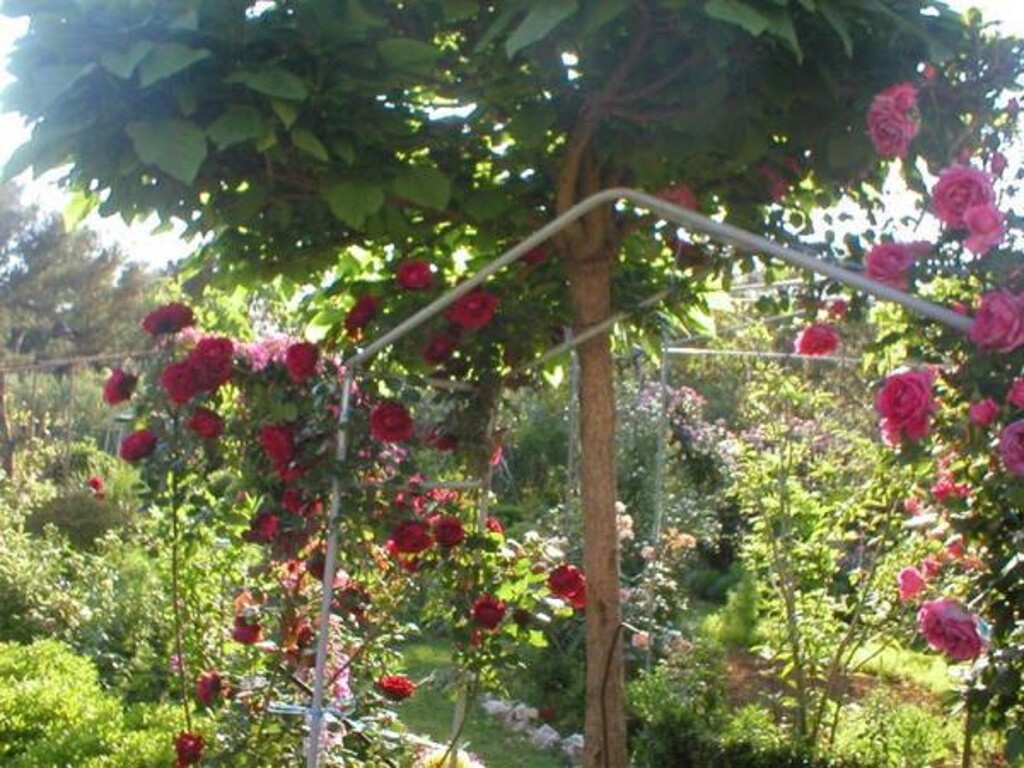 Image 12