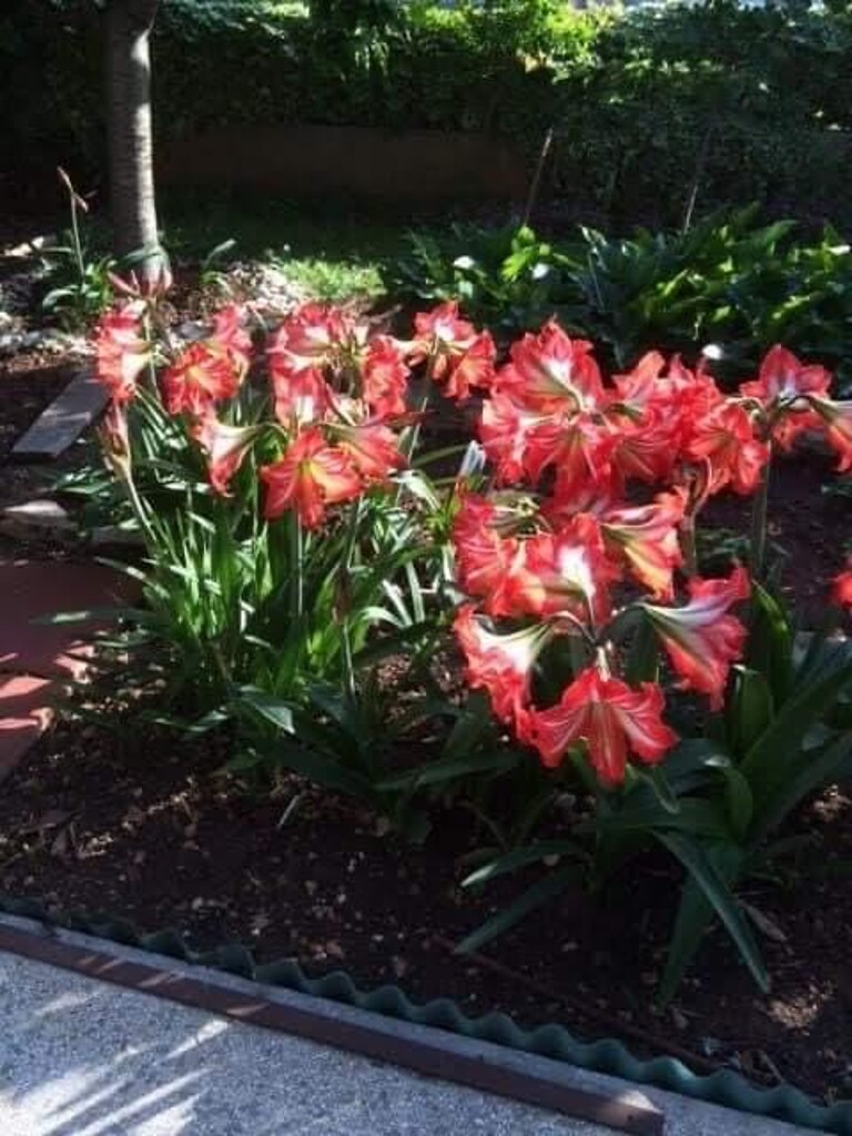 Image 30