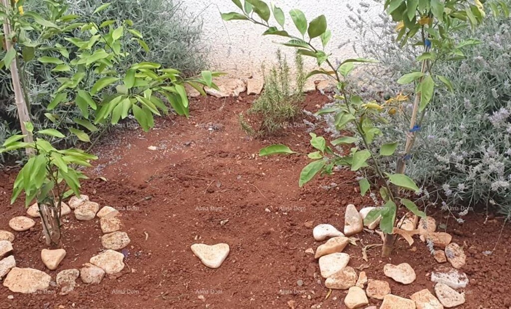 Image 12