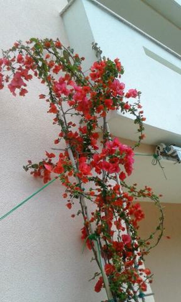 Image 3838938 - 12