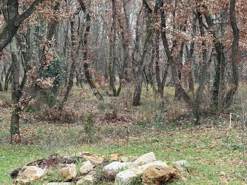 Image 9