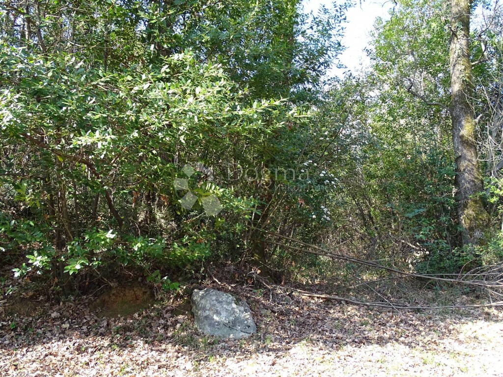 Image 15