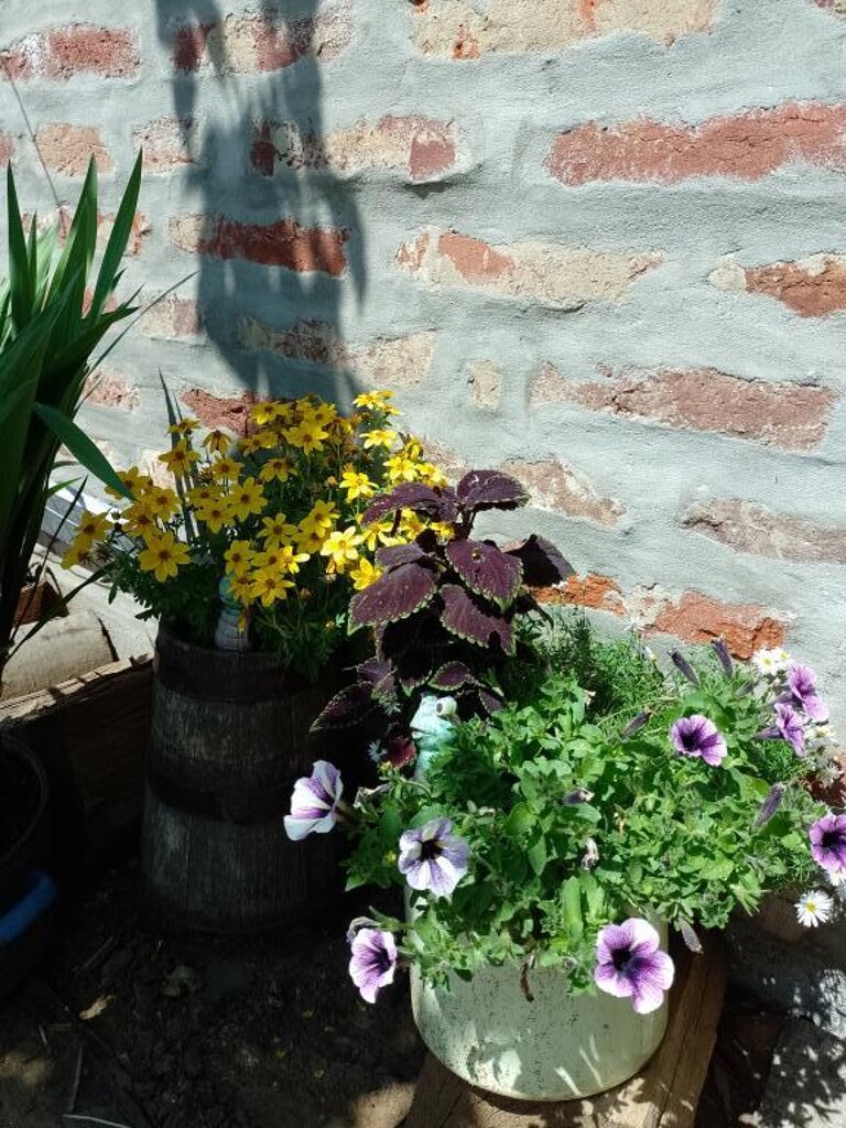 Image 19