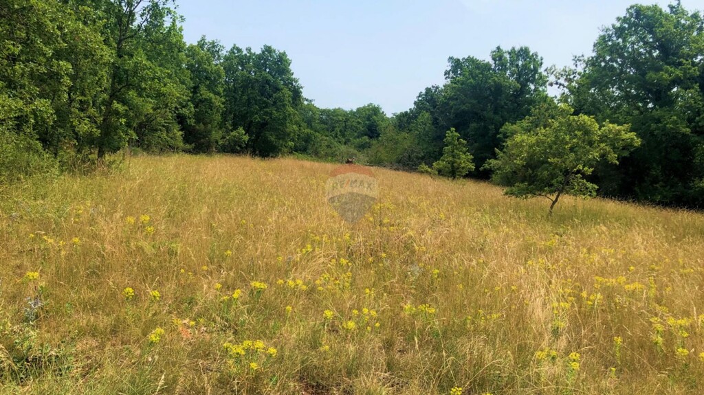 Image 13