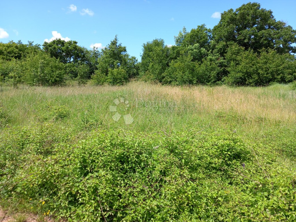 Image 13