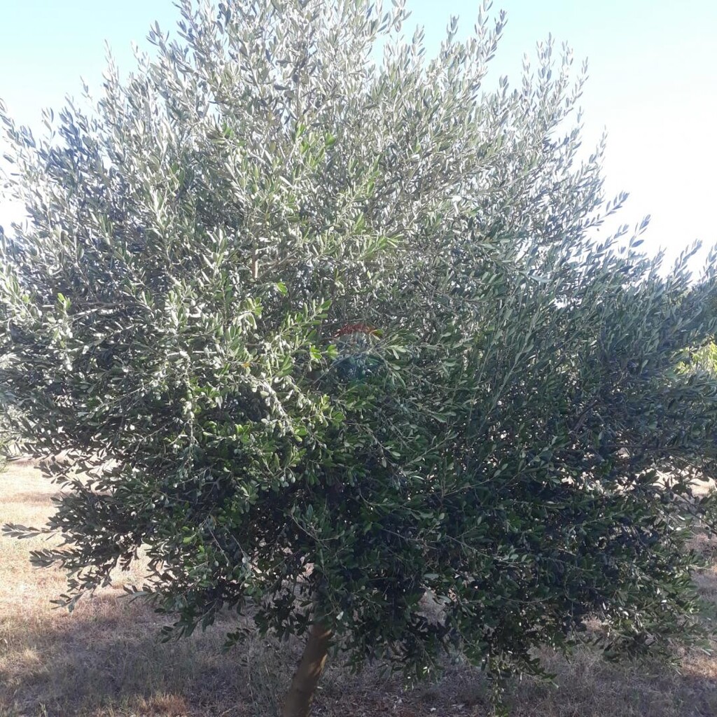 Image 18