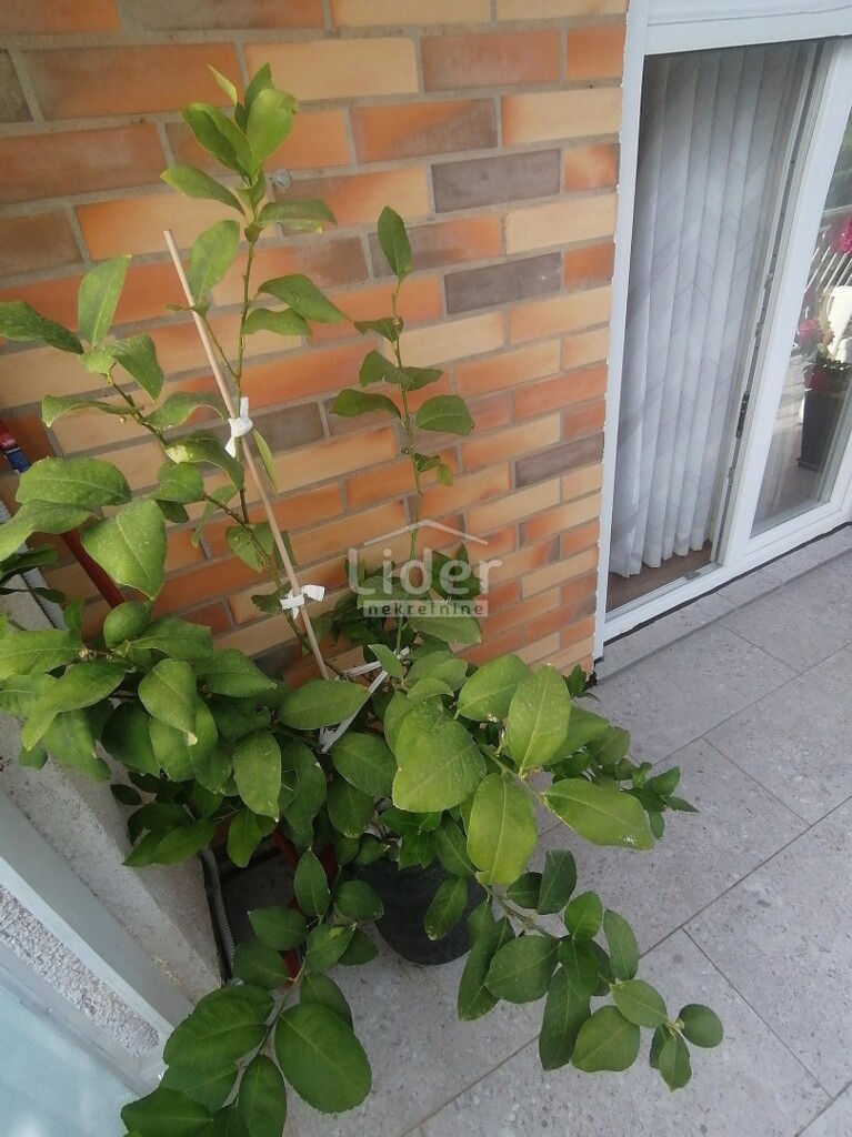 Image 13