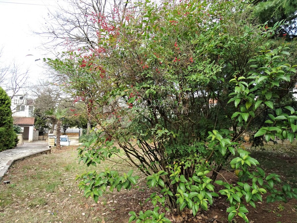 Image 15