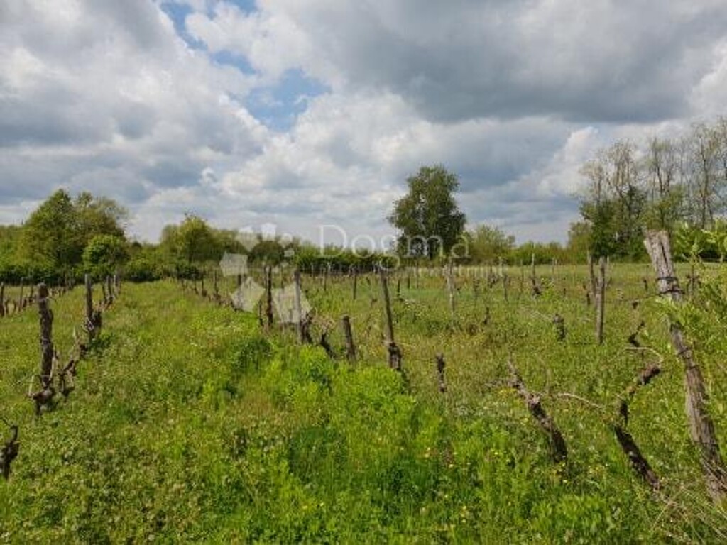 Image 15
