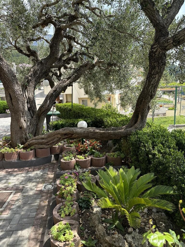 Image 11
