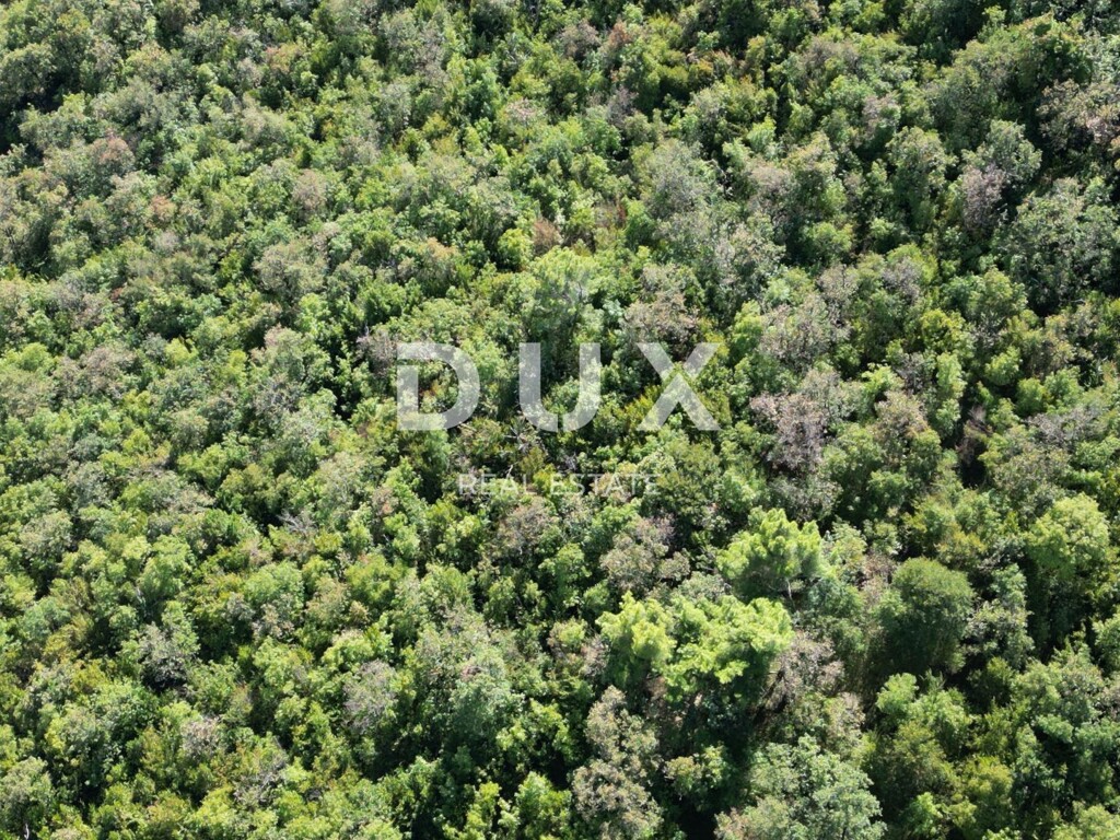 Image 15