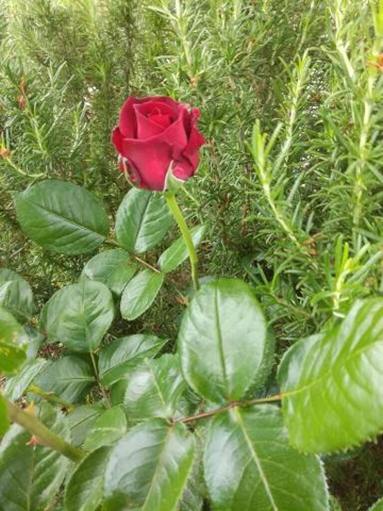 Image 3813826 - 5