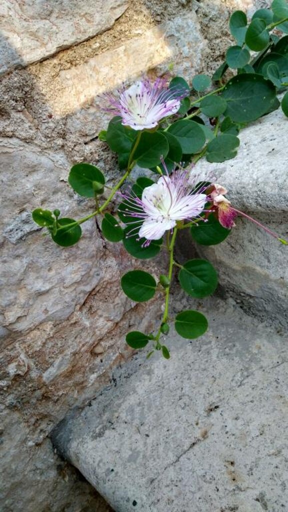 Image 17
