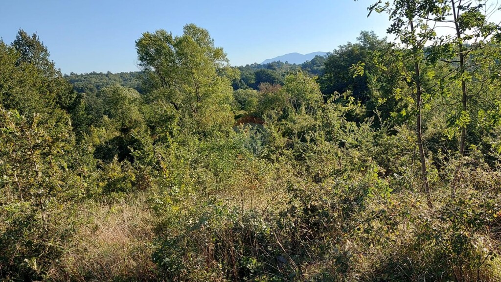 Image 13
