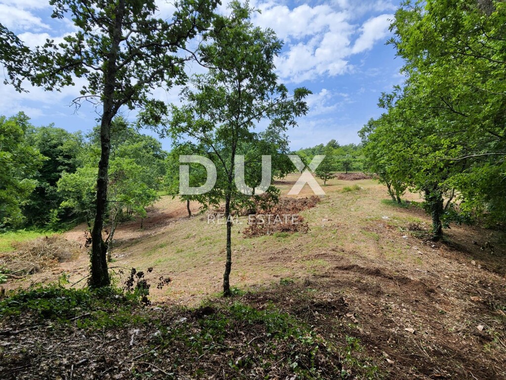 Image 15