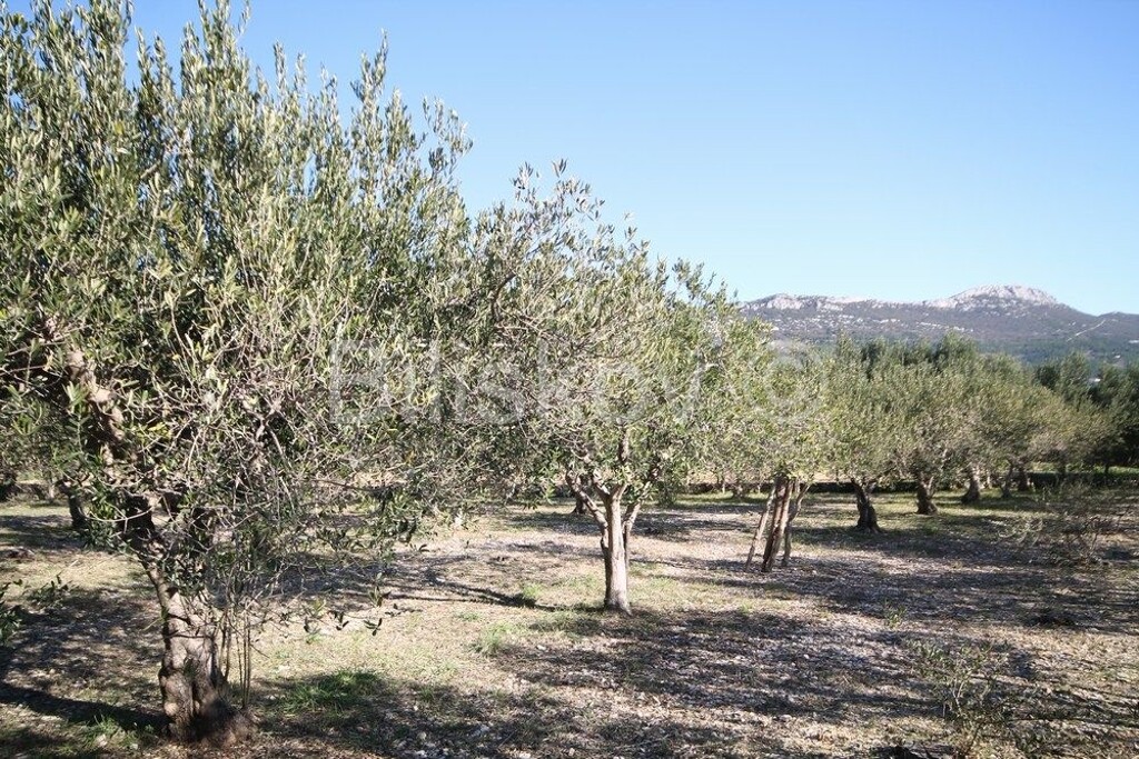 Image 20