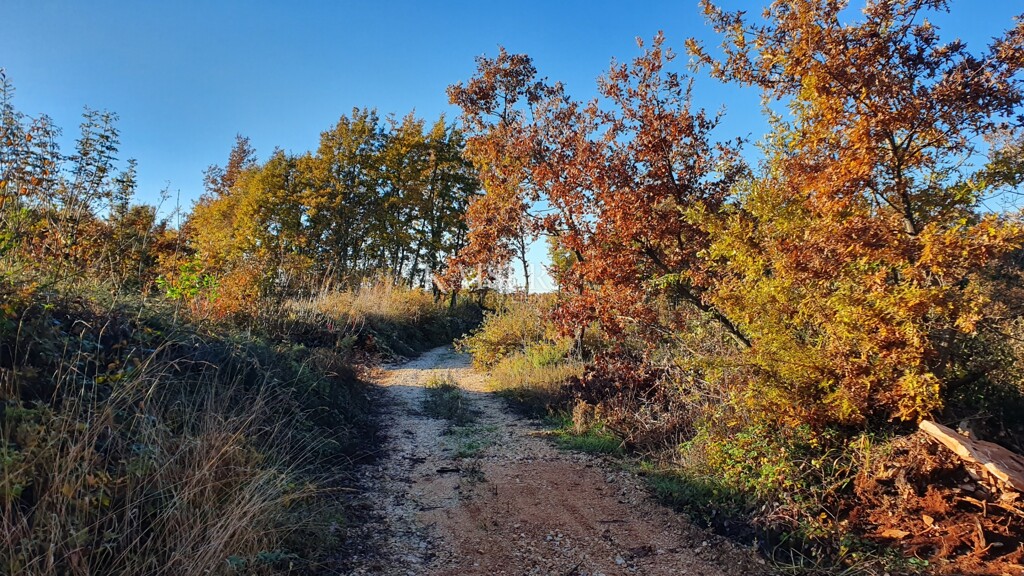 Image 8