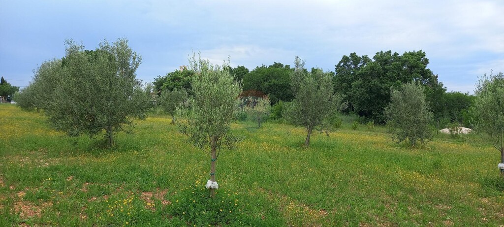 Image 18