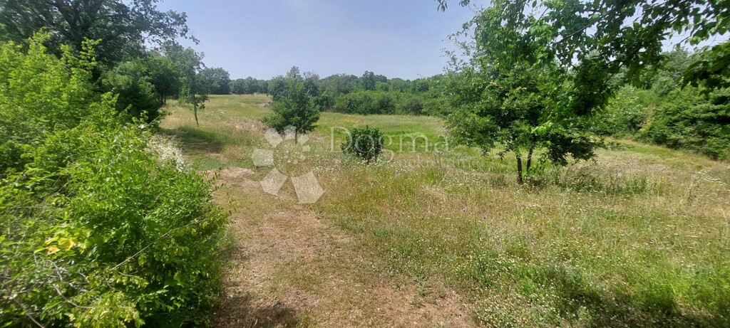 Image 13