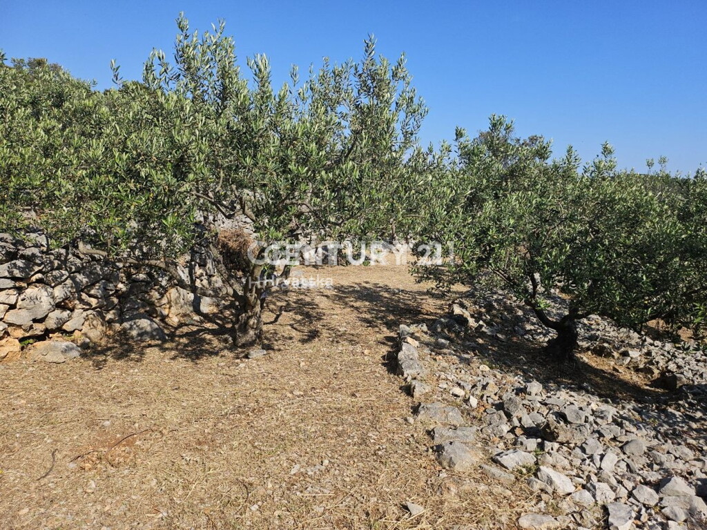 Image 13