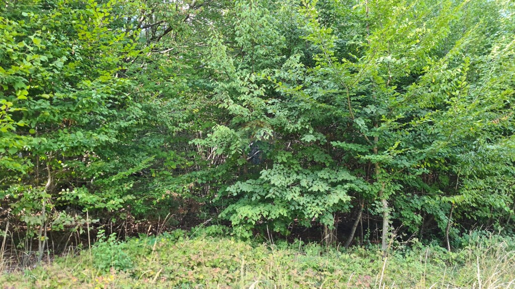 Image 5467326 - 1
