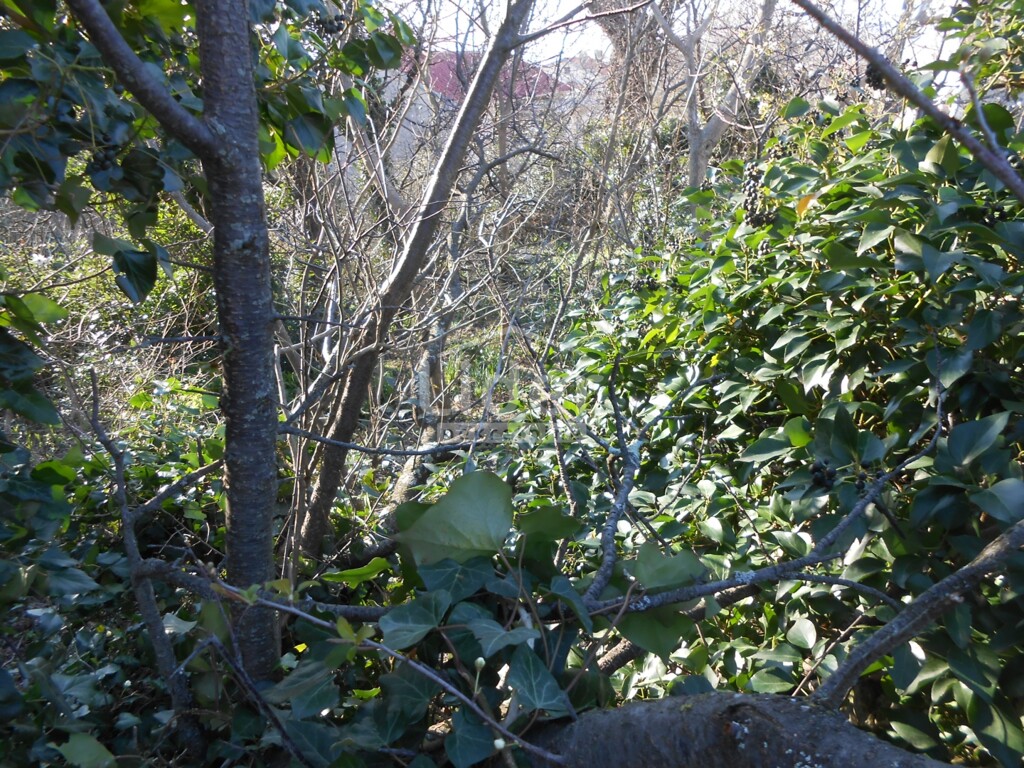 Image 15