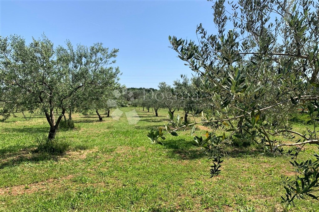 Image 15