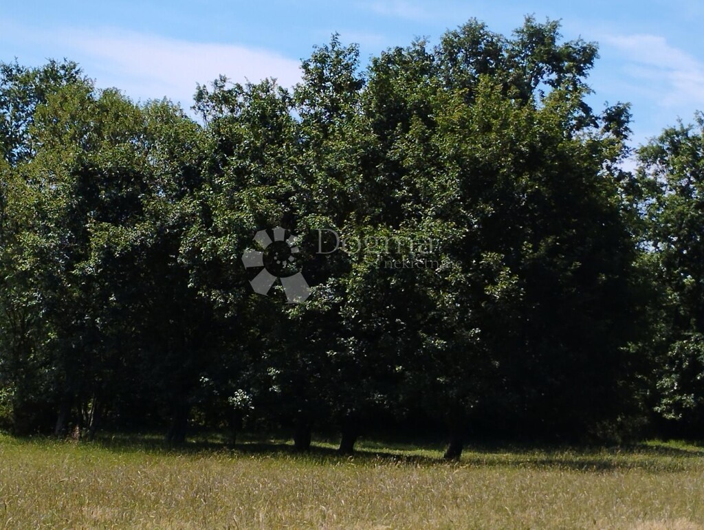 Image 25