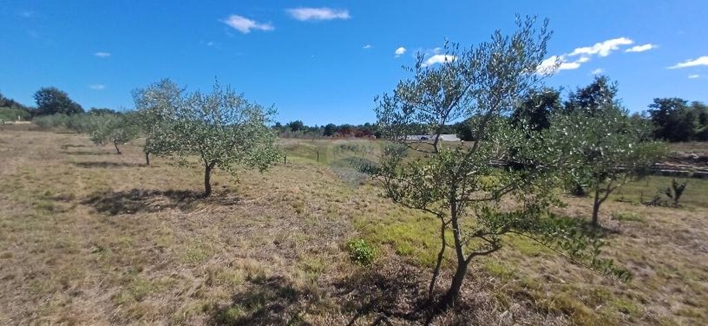 Image 15